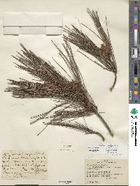 Pinus halepensis image