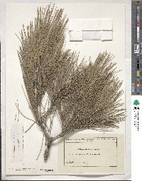 Pinus halepensis image