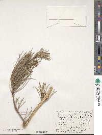 Pinus brutia image