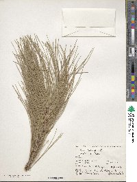 Image of Pinus hartwegii