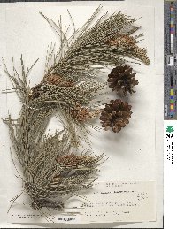 Pinus heldreichii image