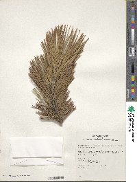 Pinus heldreichii image