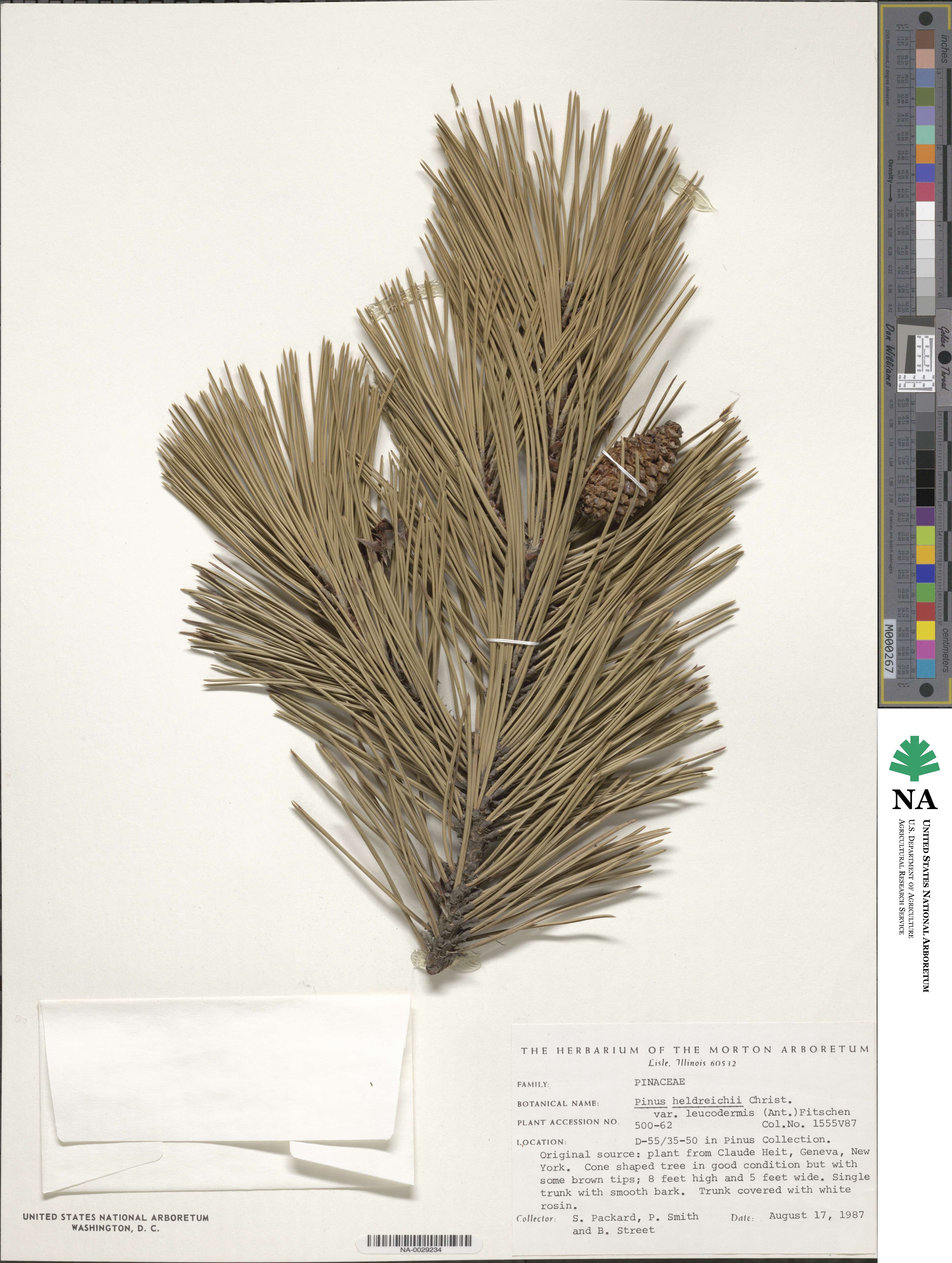 Pinus heldreichii image