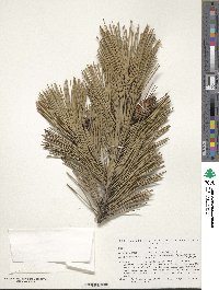 Pinus heldreichii image