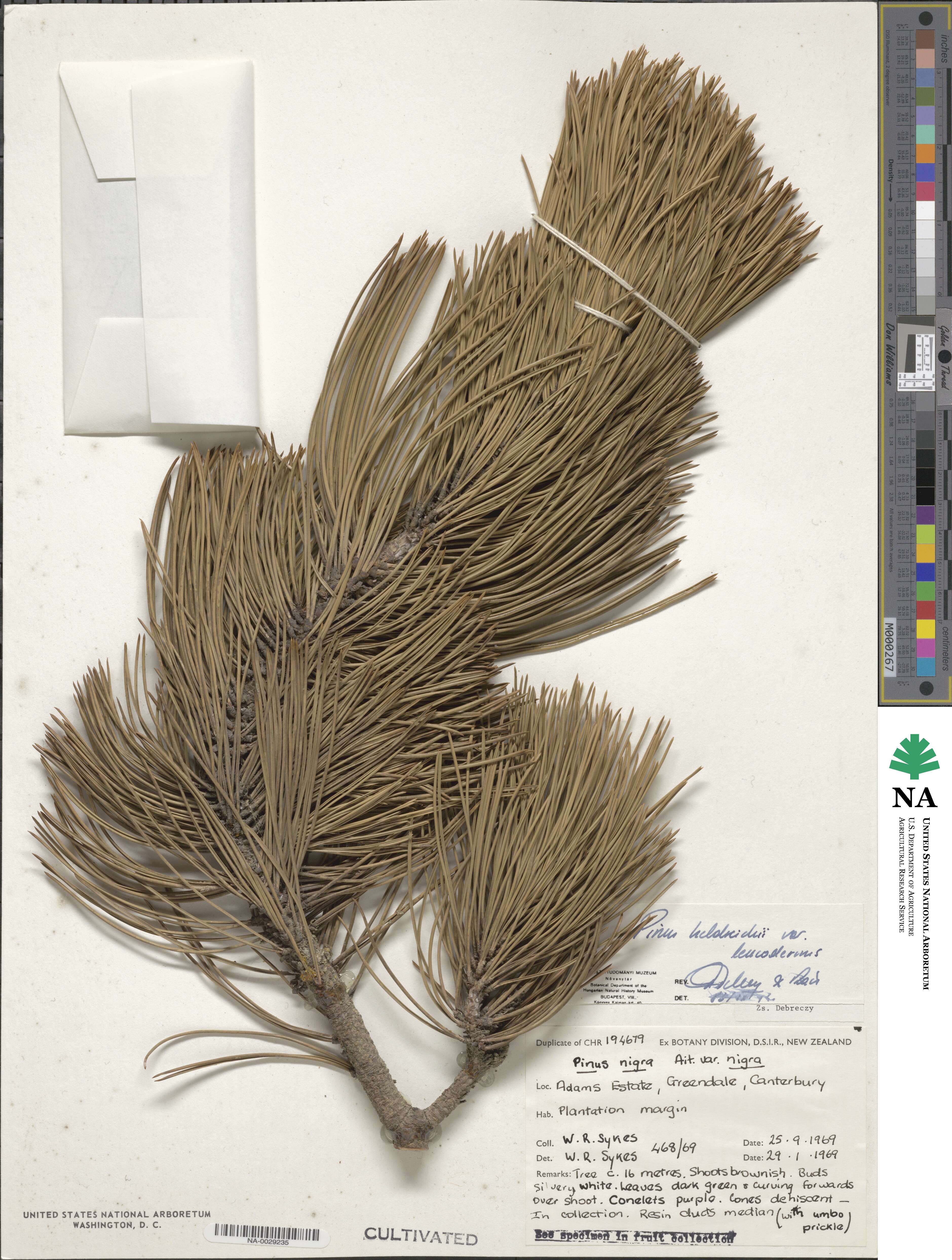 Pinus heldreichii image