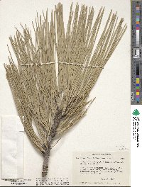 Pinus jeffreyi image