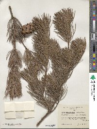 Pinus fenzeliana image