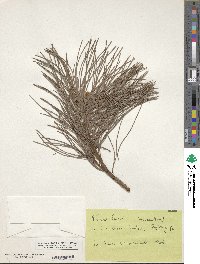 Pinus nigra subsp. laricio image