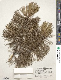 Pinus heldreichii image