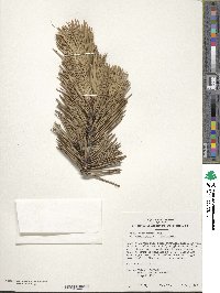 Pinus heldreichii image