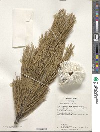 Pinus heldreichii image