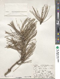 Pinus massoniana image