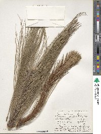 Pinus montezumae image