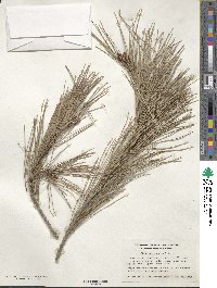 Pinus halepensis image