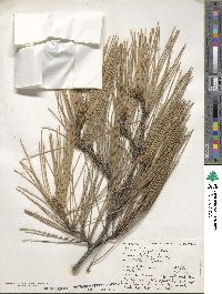 Pinus halepensis image