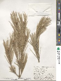 Pinus halepensis image