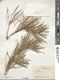 Pinus halepensis image