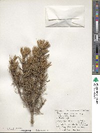 Pinus mugo subsp. mugo image