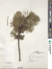 Pinus mugo image