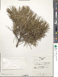 Pinus mugo image