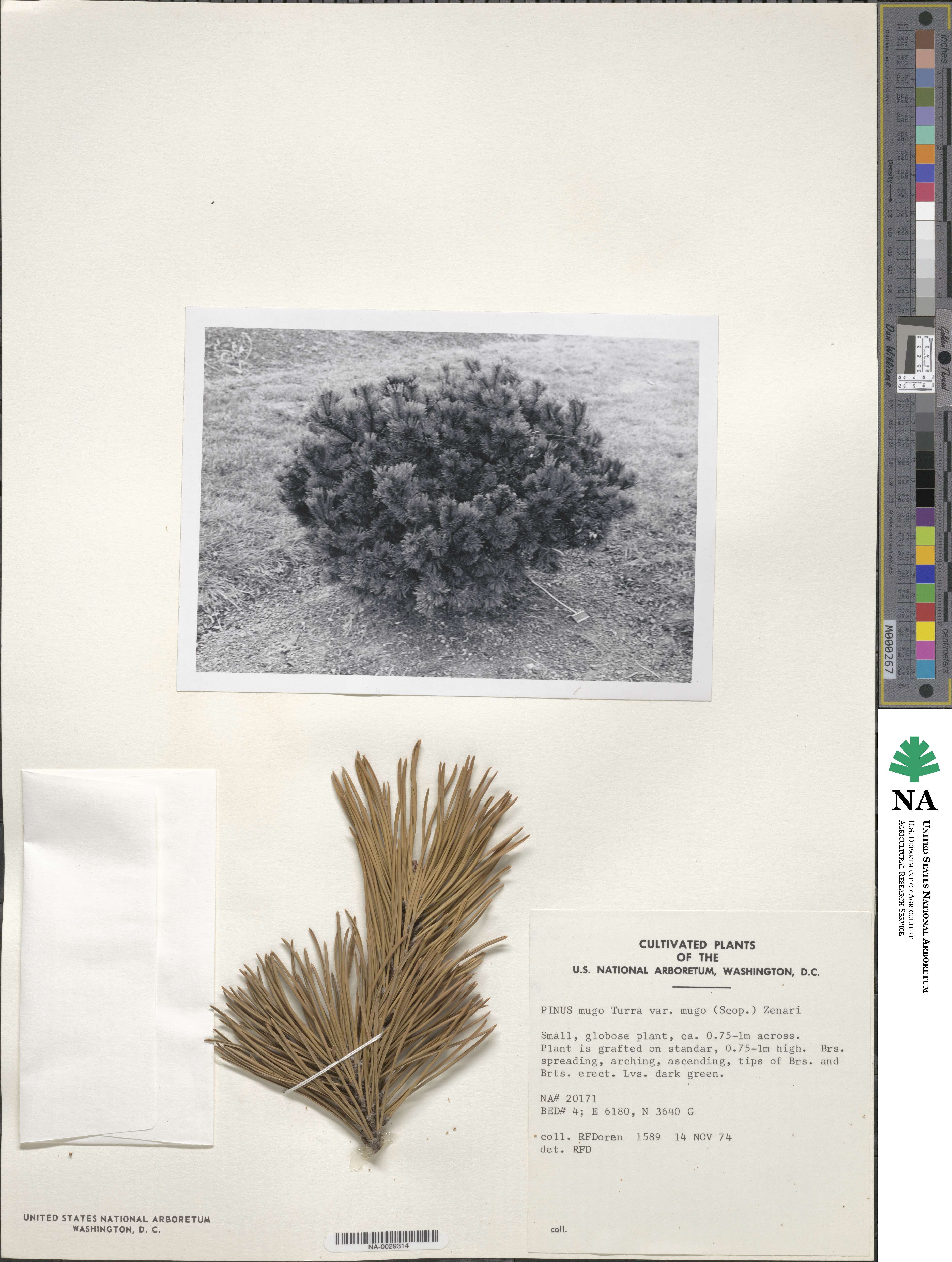 Pinus mugo subsp. mugo image