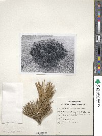 Pinus mugo image