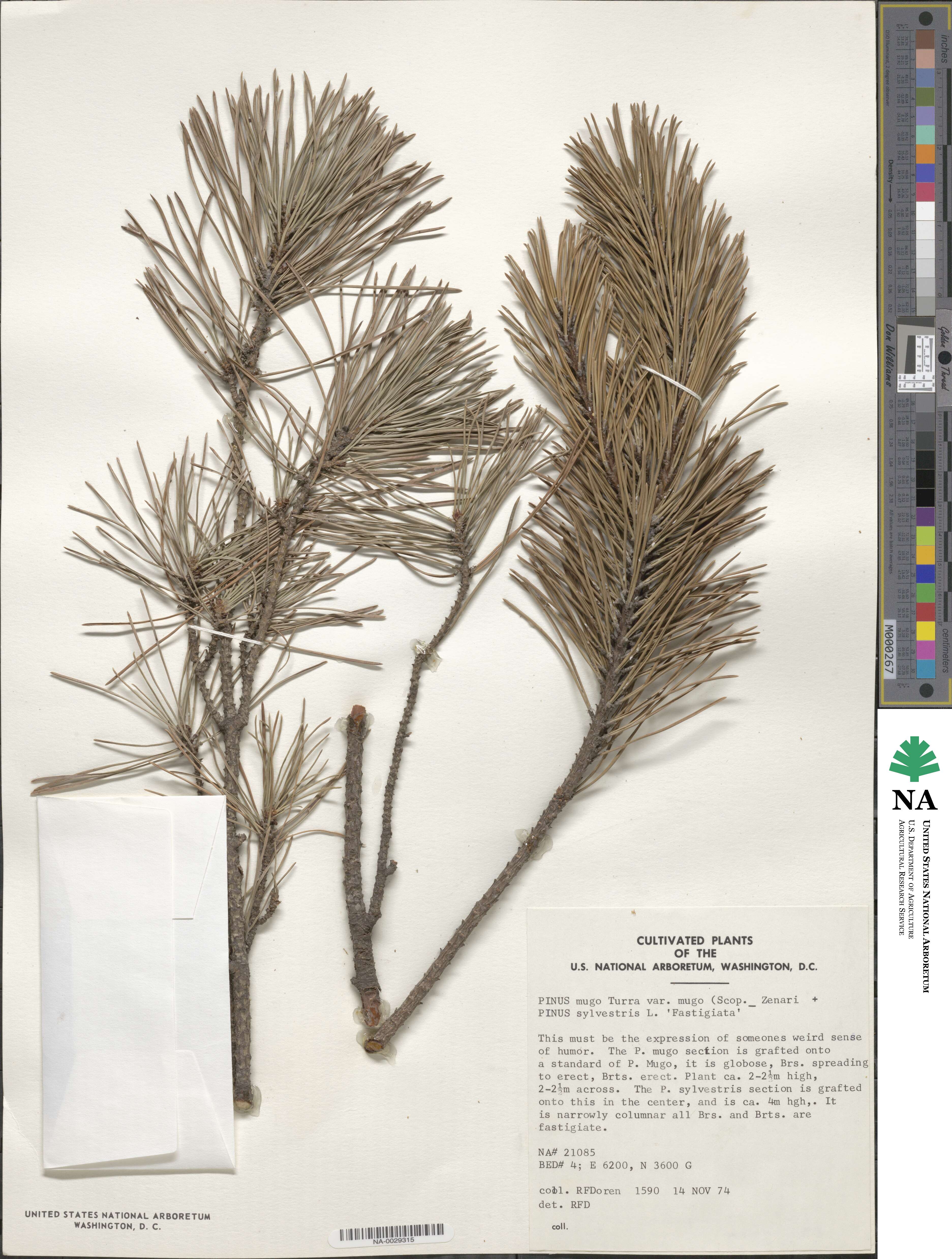 Pinus mugo subsp. mugo image