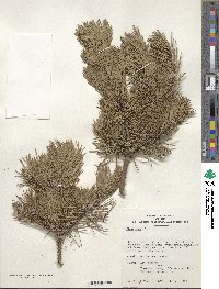 Pinus mugo image