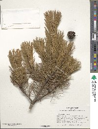 Pinus mugo image