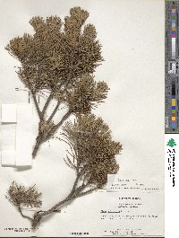 Pinus mugo image