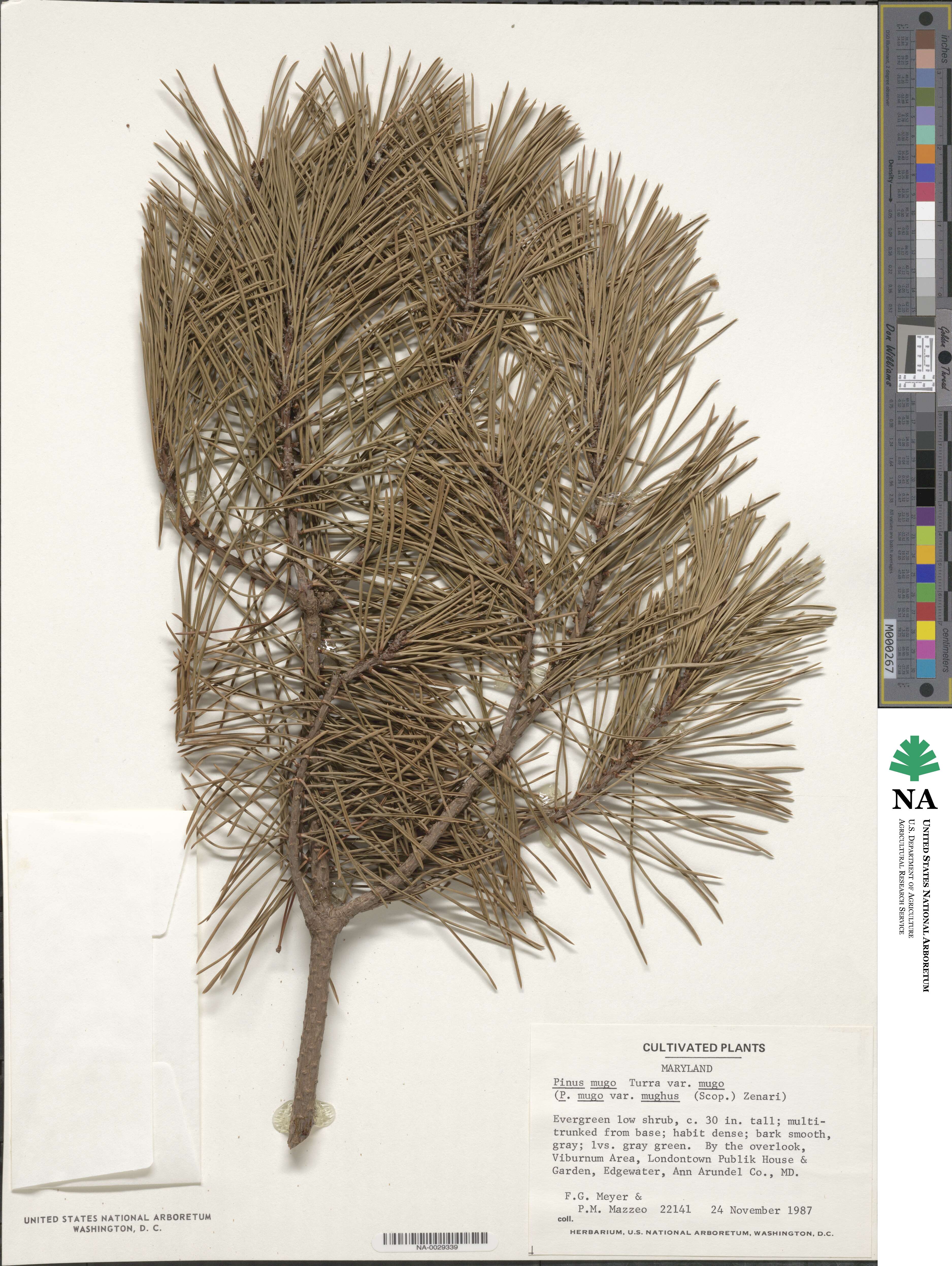 Pinus mugo subsp. mugo image