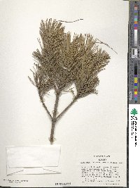 Pinus mugo image