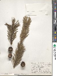 Pinus mugo subsp. mugo image