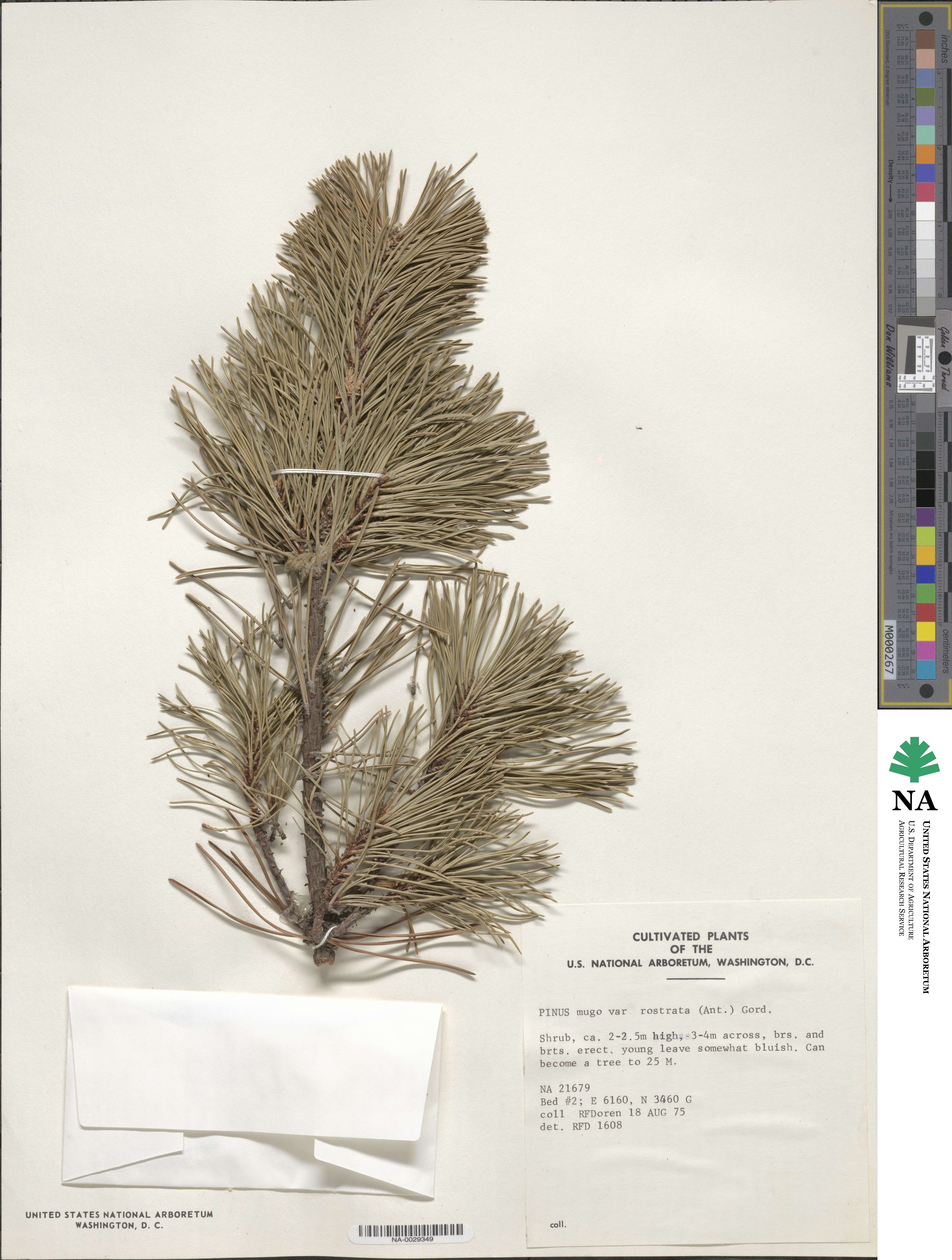 Pinus uncinata image