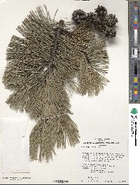 Pinus mugo image