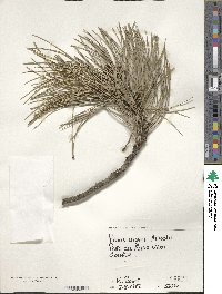 Pinus nigra image