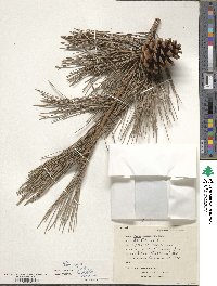 Pinus nigra image