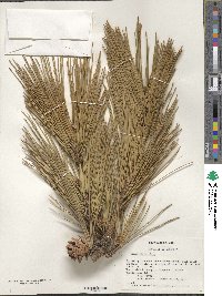 Pinus nigra image