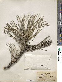 Pinus nigra image