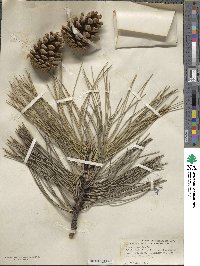 Pinus nigra image