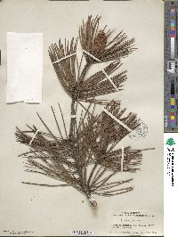 Pinus nigra image