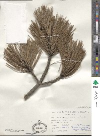 Pinus nigra image