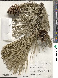 Pinus nigra image