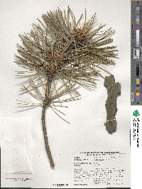 Pinus nigra image