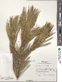 Pinus nigra image