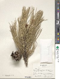 Pinus nigra image