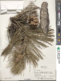 Pinus nigra image