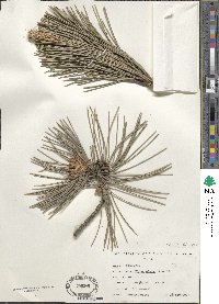 Pinus nigra image