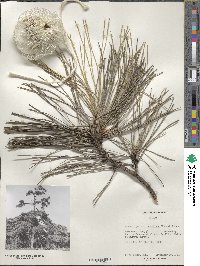 Pinus nigra image