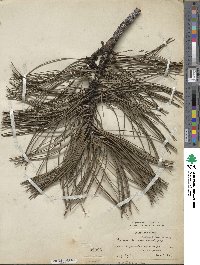 Pinus nigra image